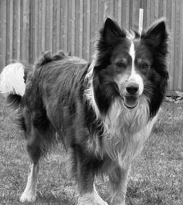 Brew Dog BNW