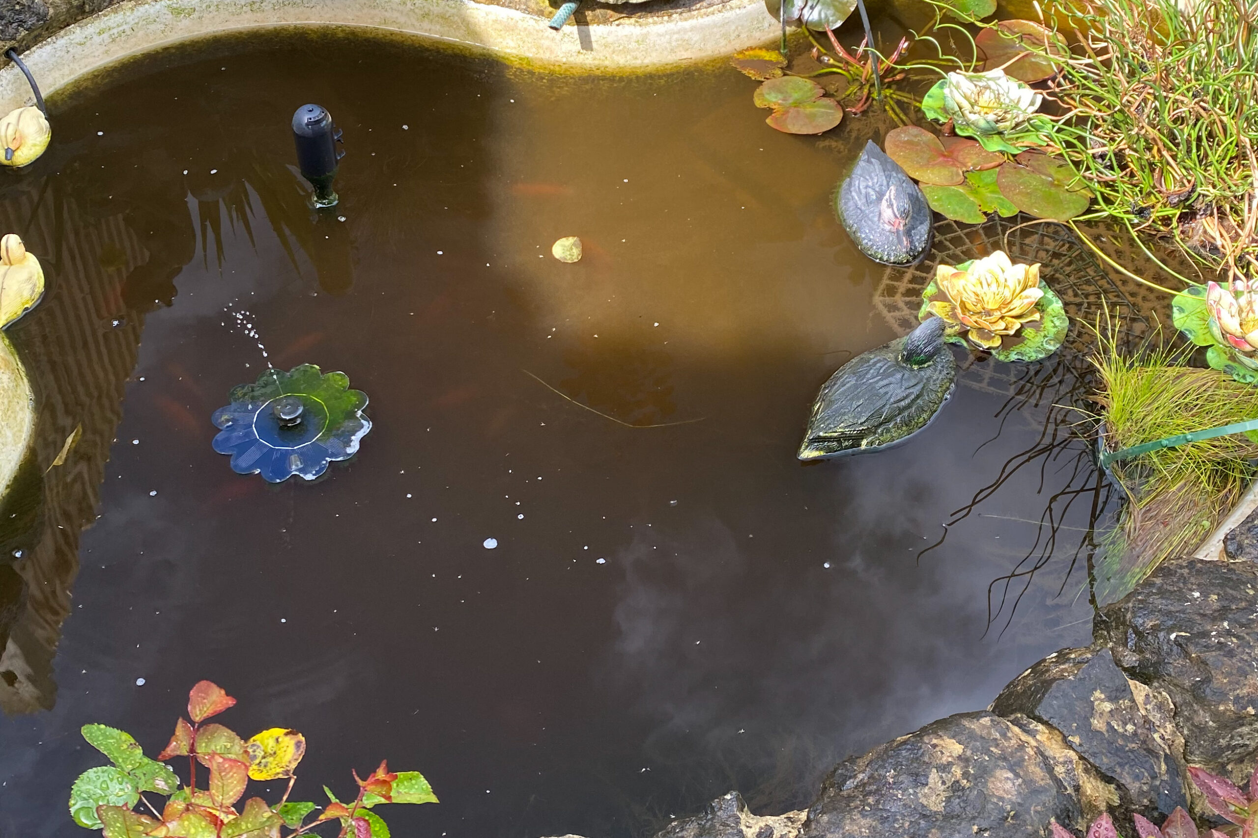 LilyPad Pond Cleaning Walderslade 01