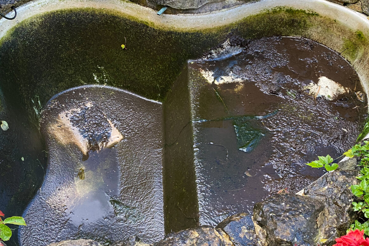 LilyPad Pond Cleaning Walderslade 02