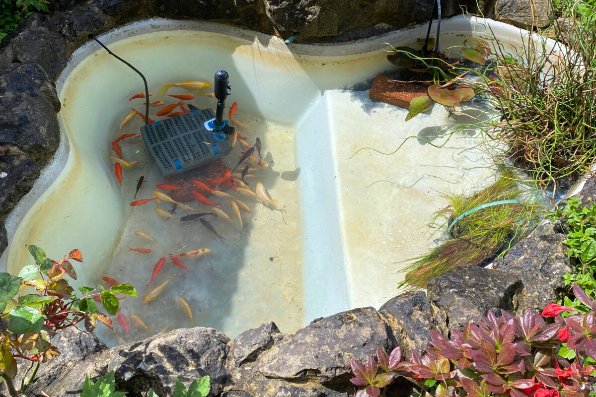 LilyPad Pond Cleaning Walderslade 04