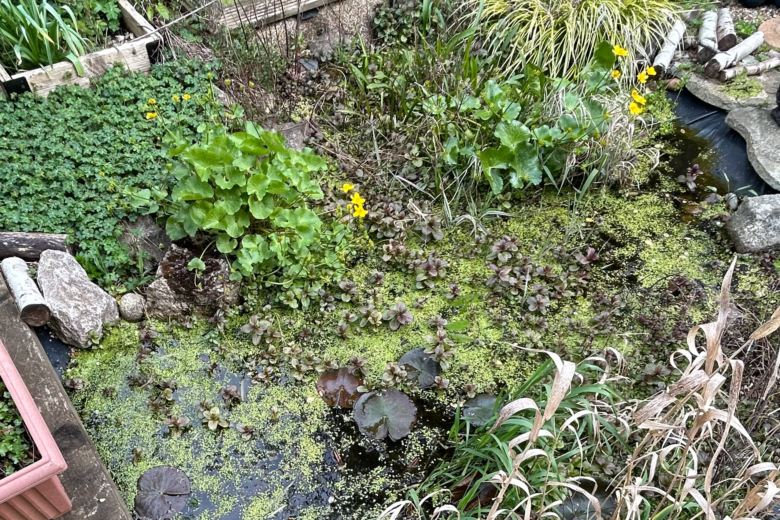 LilyPad Pond clean Rochester 01