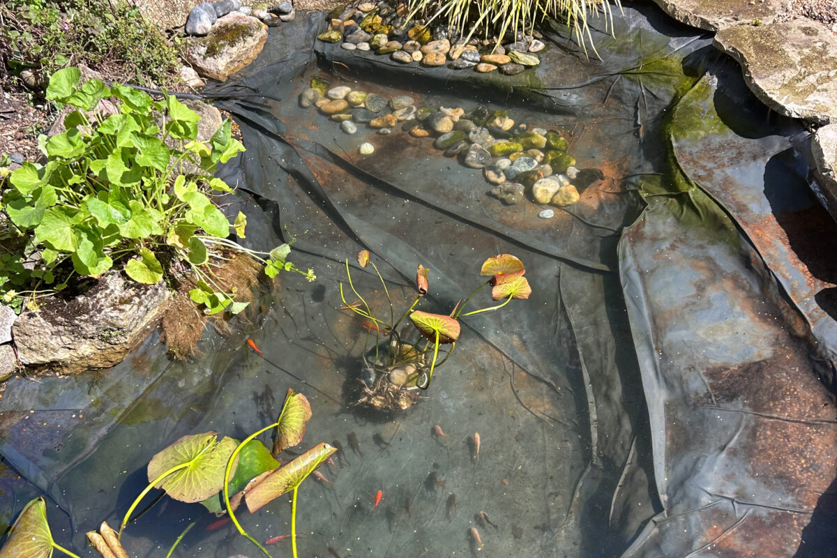 LilyPad Pond clean Rochester 02