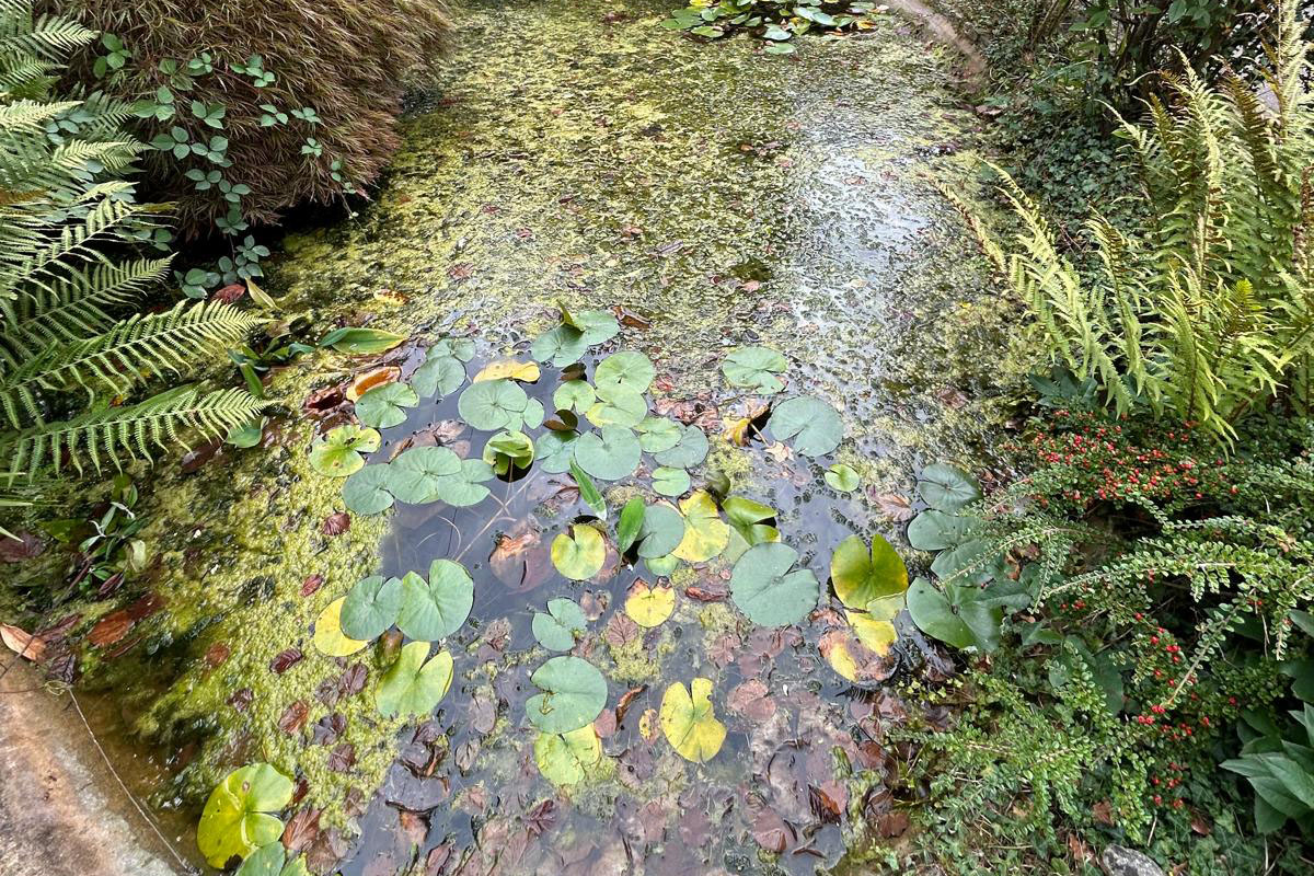 Pond Clean, Oxted 01