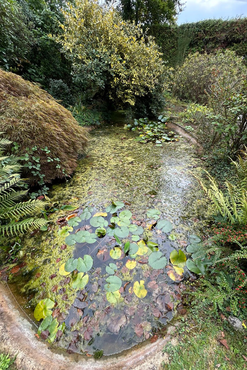 LilyPad Pond Clean, Oxted tall 01